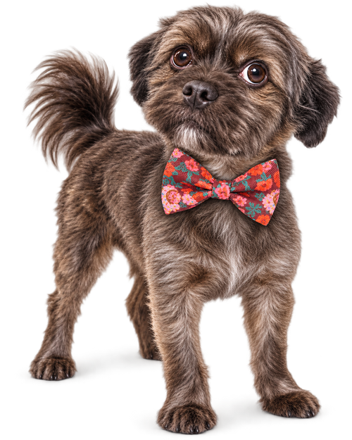 Poochiful Dog Bow Tie